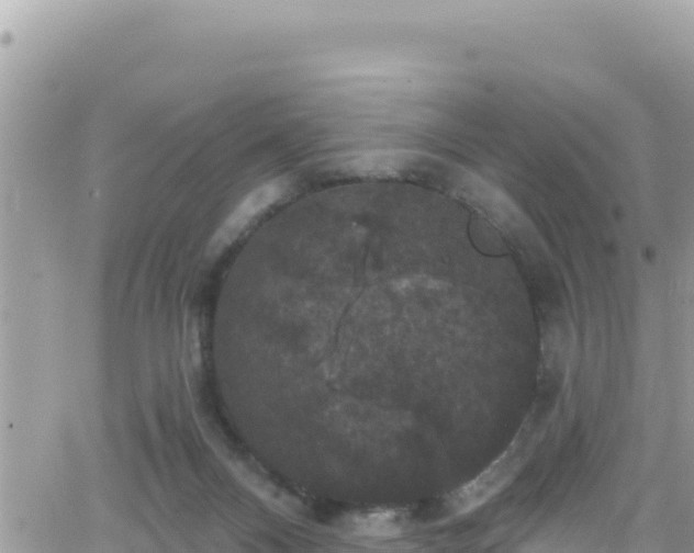 X0000066510120200603241316