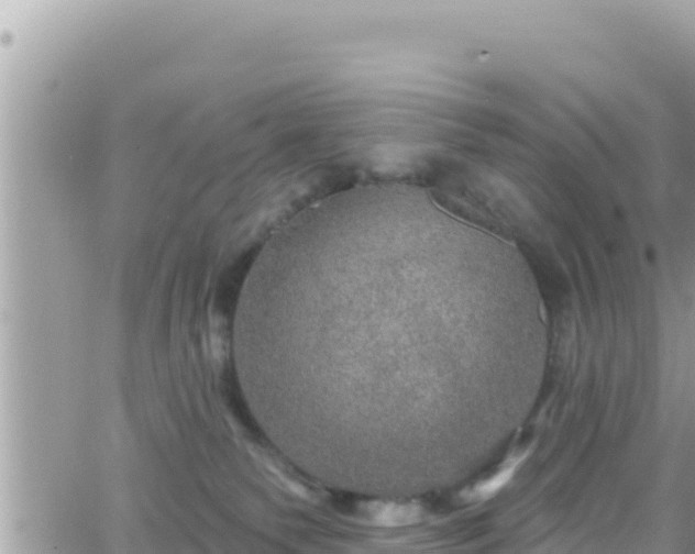 X0000066510135200603241316