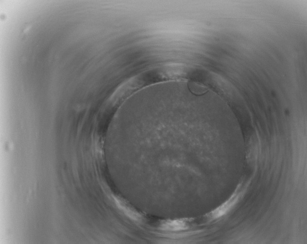 X0000066510140200603241316