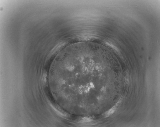 X0000066510166200603241315