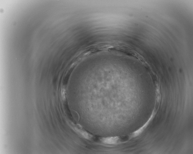 X0000066510191200603241316