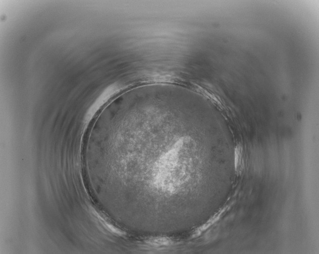 X0000066510195200603241315