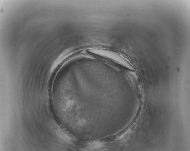 X0000066510198200603241315