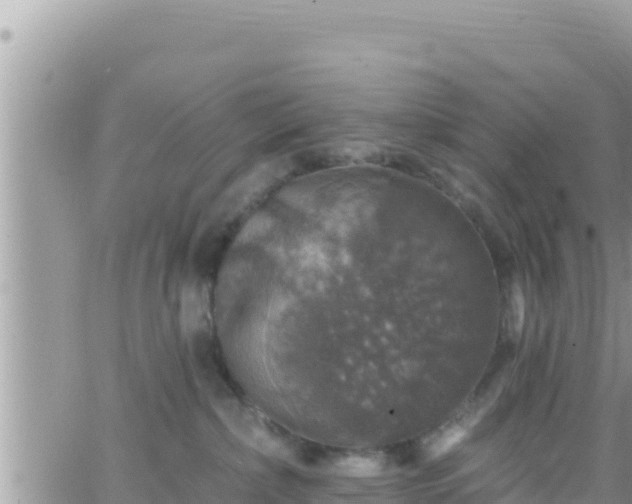 X0000066510236200603241314