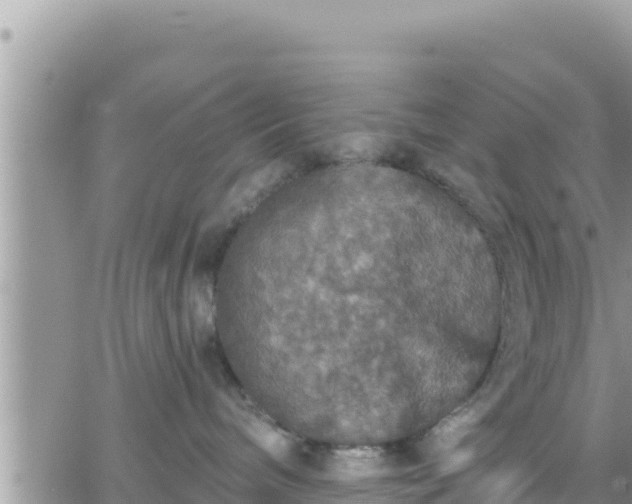 X0000066510240200603241314