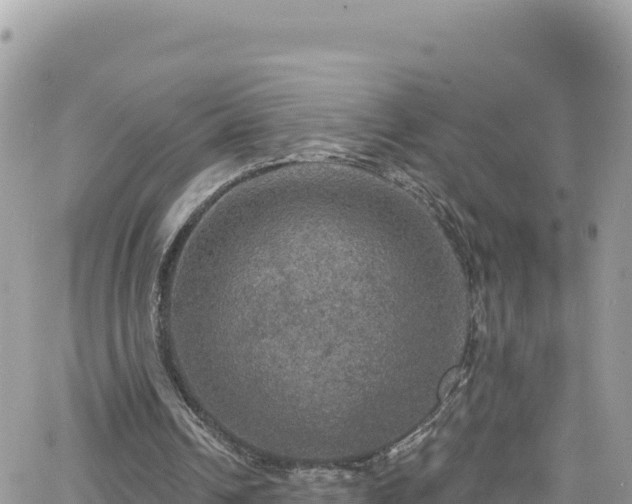 X0000066510242200603241313