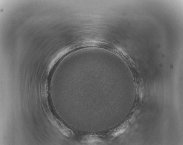 X0000066510244200603241314