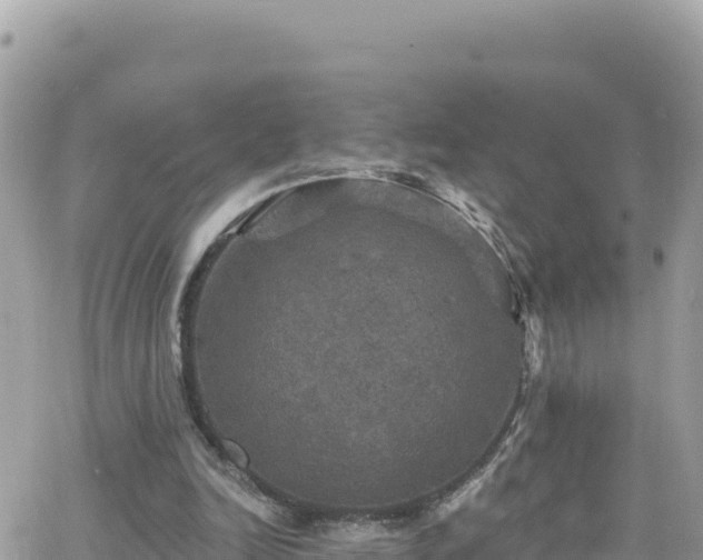 X0000066510246200603241314