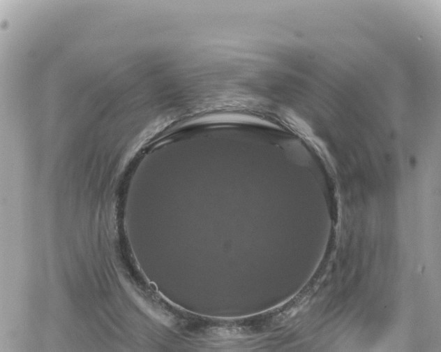 X0000066510250200603241314