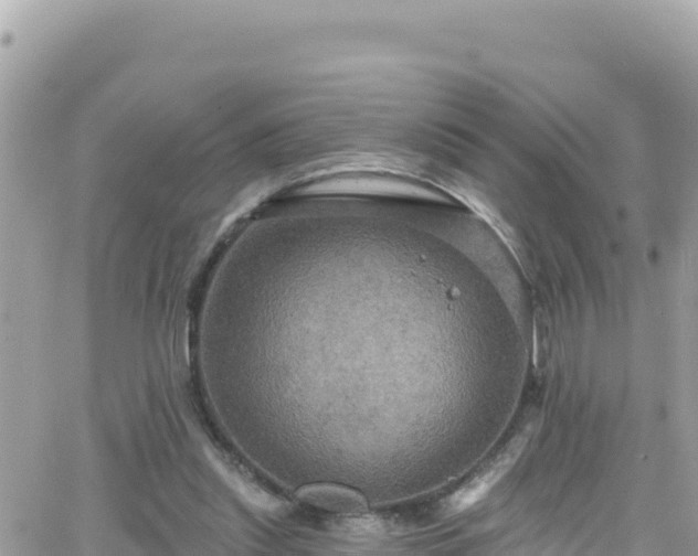 X0000066510253200603241314