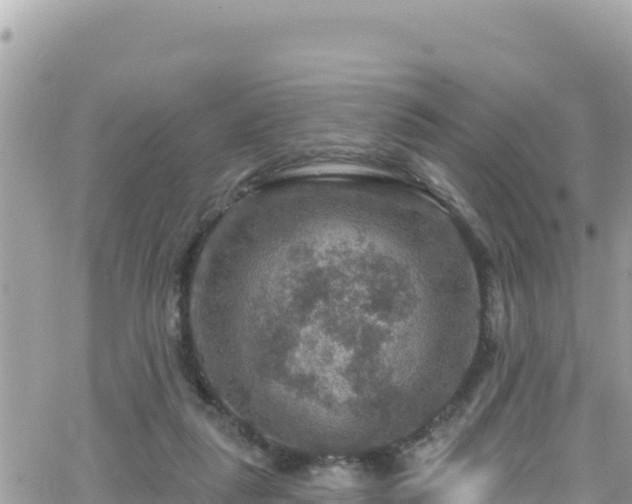 X0000066510259200603241314