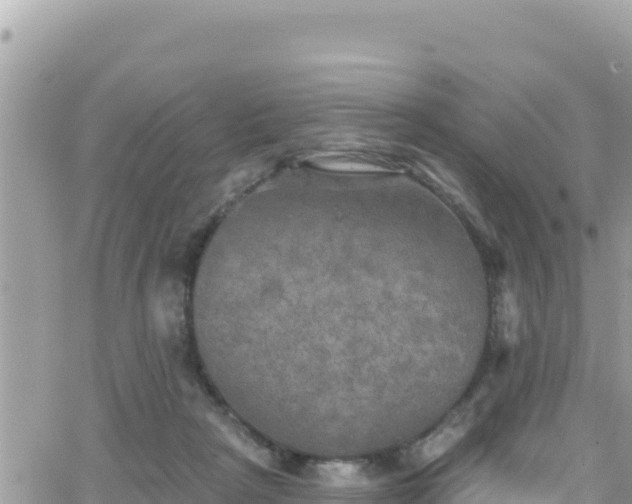 X0000066510265200603241314