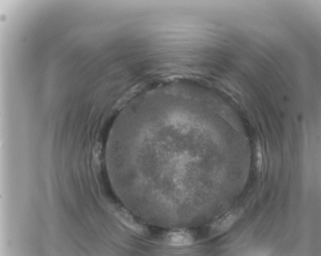 X0000066510275200603241314