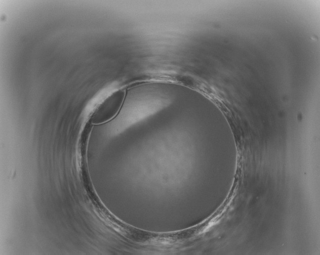 X0000066510294200603241313