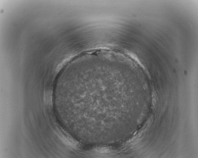 X0000066510299200603241313