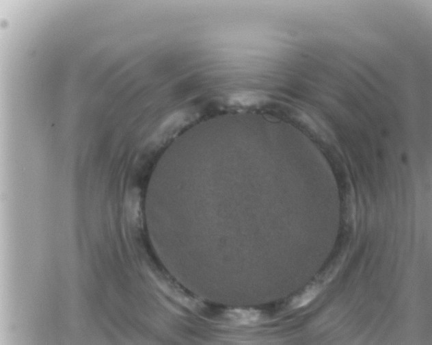 X0000066510328200603241313