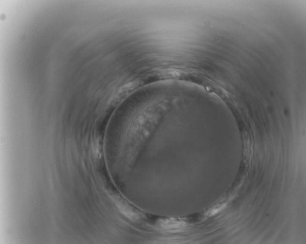 X0000066510331200603241313