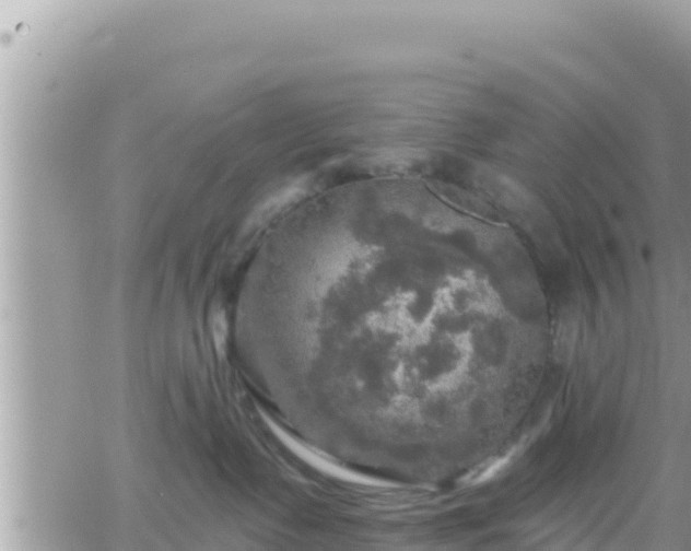 X0000066510335200603241313