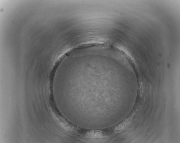 X0000066510354200603241312