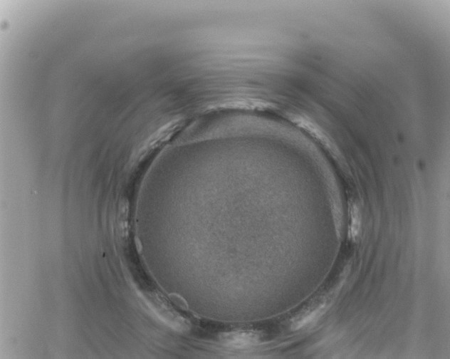 X0000066510356200603241312