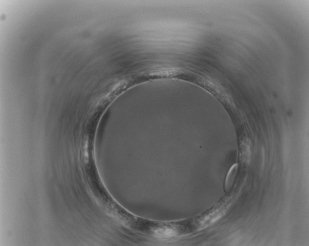 X0000066510358200603241312