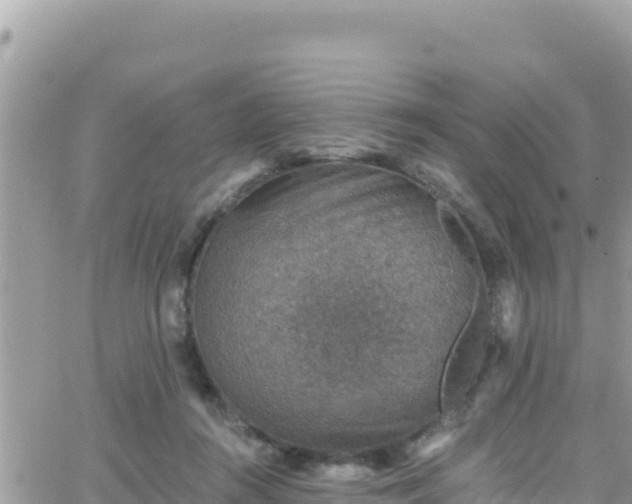 X0000066510360200603241312