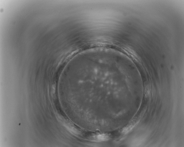 X0000066510365200603241312