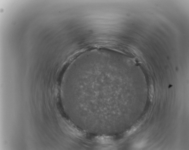 X0000066510367200603241312