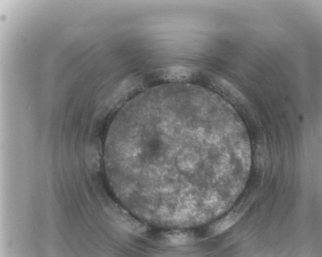 X0000066510370200603241312