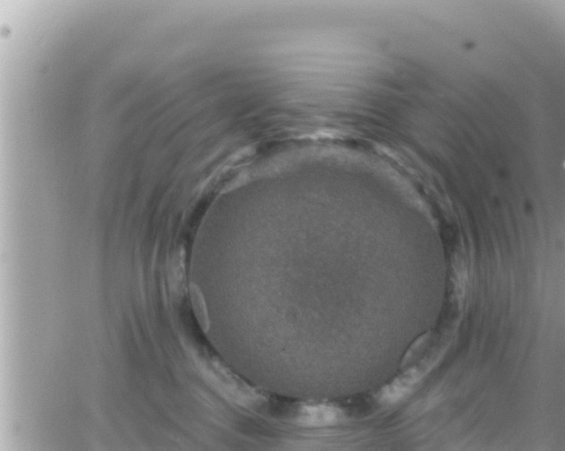 X0000066510376200603241313