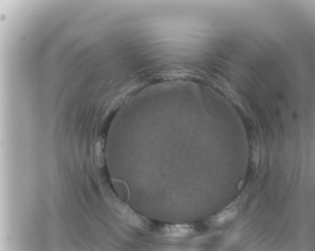 X0000066510378200603241313