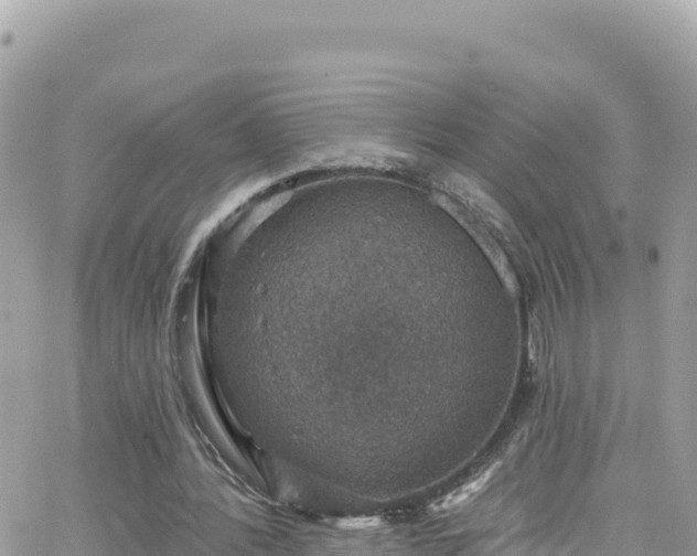 X0000066510388200603241312