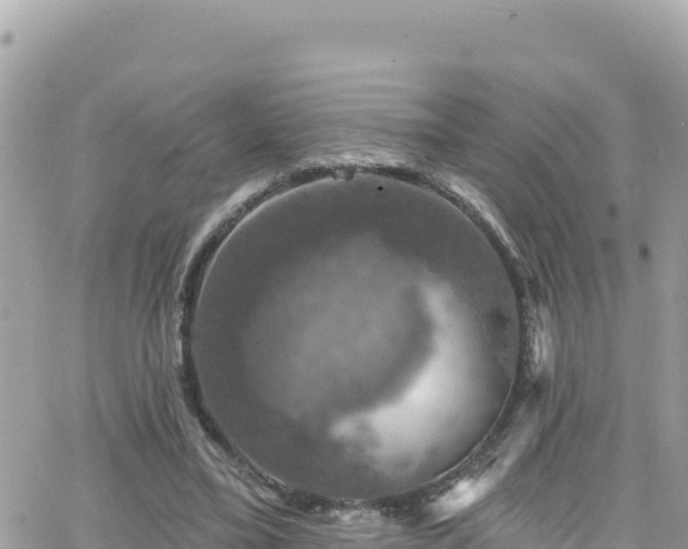 X0000066510395200603241312