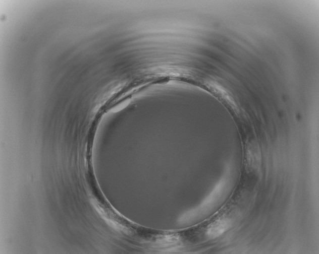 X0000066510398200603241312