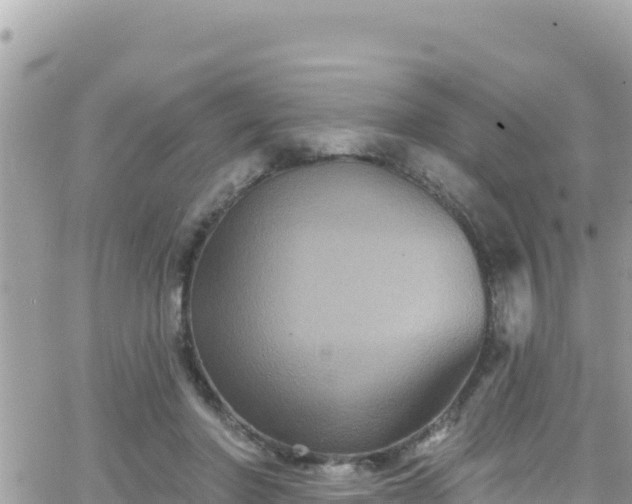 X0000066510406200603241312