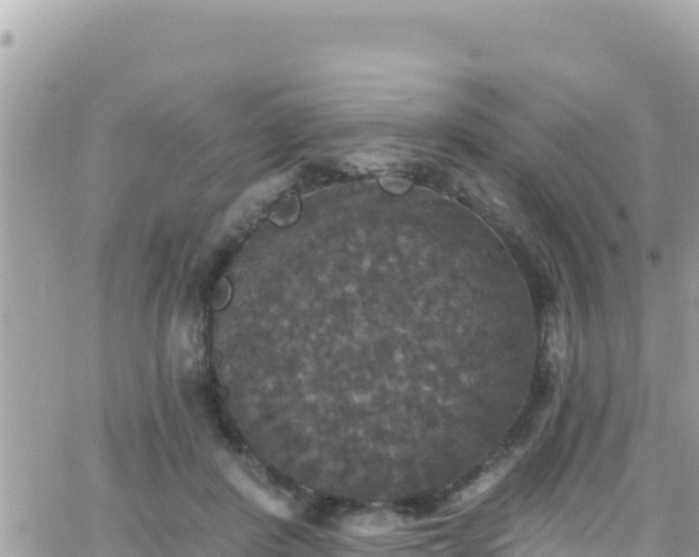 X0000066510408200603241312