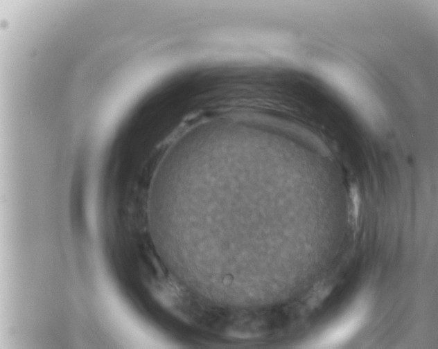 X0000066510431200603241311