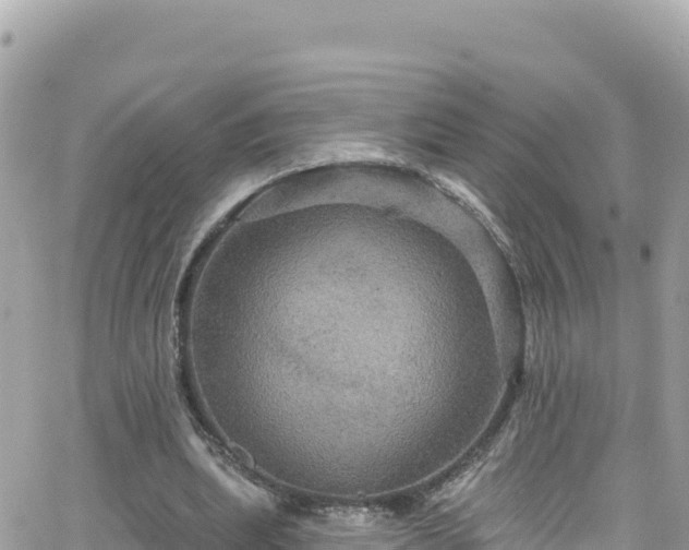 X0000066510439200603241310