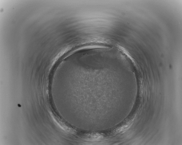 X0000066510443200603241310