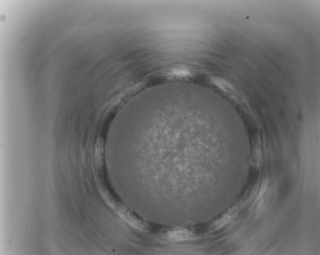 X0000066510468200603241311