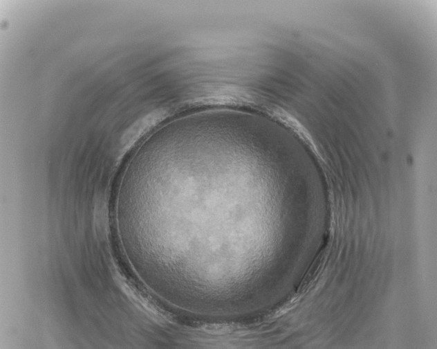 X0000066510482200603241310