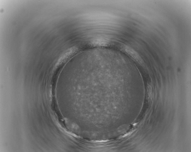 X0000066510494200603241310