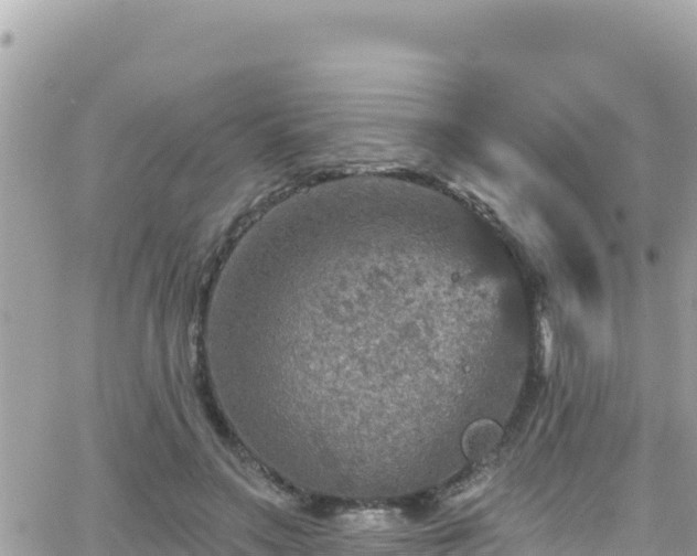 X0000066510499200603241310