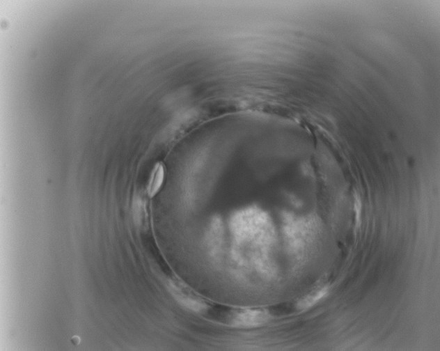 X0000066510527200603241310