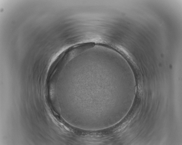 X0000066510532200603241309