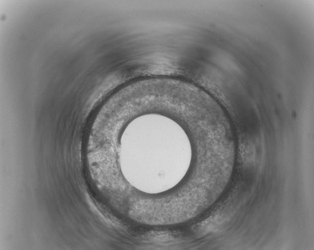 X0000066510534200603241309