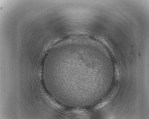 X0000066510545200603241309