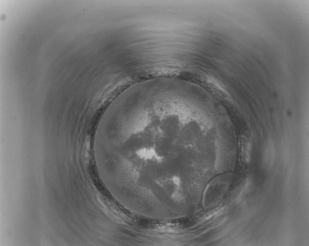 X0000066510550200603241309