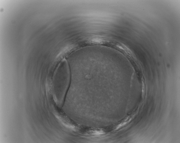 X0000066510552200603241309