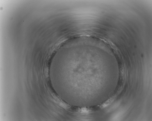 X0000066510565200603241309